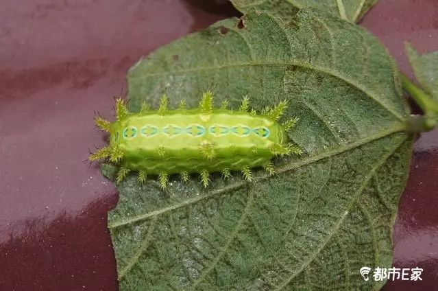 男子被马蜂蛰三下后去世,男子被黄蜂蜇致其身亡