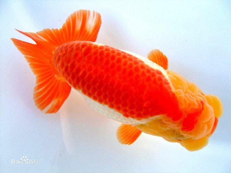 兰寿都是短尾巴吗,兰寿为什么短尾