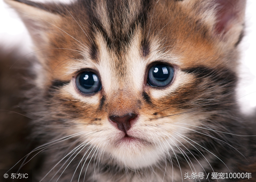 小猫猫癣加耳螨,猫咪有奶癣耳螨能打疫苗吗