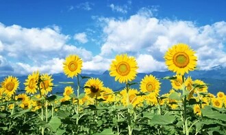 花语大全40种花的花语,花语大全50种花的花语读出来