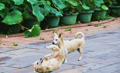 7岁男童被狗咬狂犬病发作死亡,狗咬伤小孩打狂犬疫苗后死亡