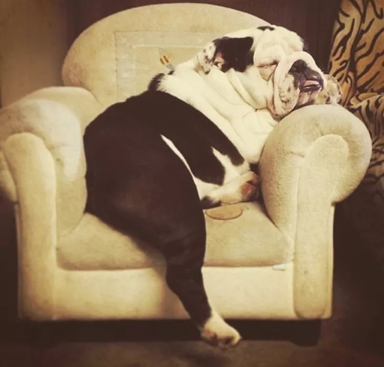 长假在即，铲屎官不敢出门？智能神器来帮你！