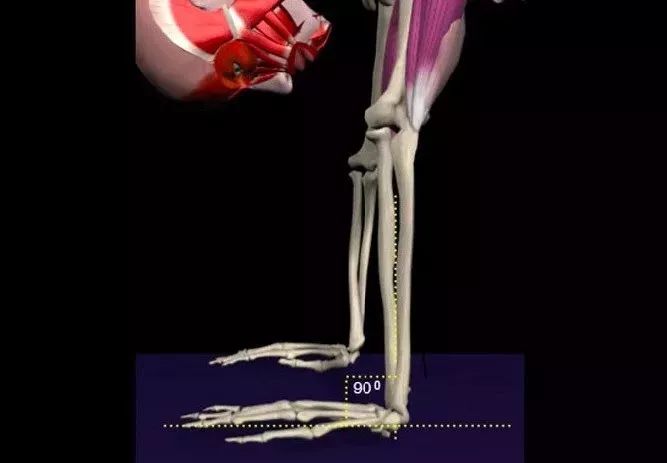 猫牛式动作讲解,猫牛式正确练习和错误练习