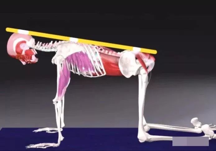 猫牛式动作讲解,猫牛式正确练习和错误练习