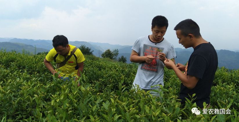 干旱天气对茶叶的影响,高温干旱对茶树的影响