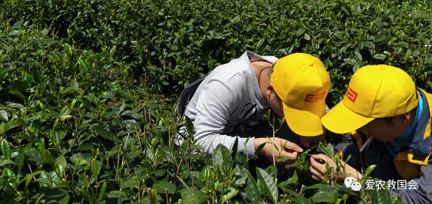 微生物跟酒有什么关系,哪种微生物参与黑茶