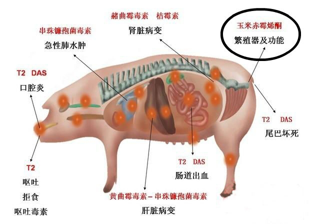 最容易忽视，玉米赤霉稀酮中毒，母猪不发情，损失惨重
