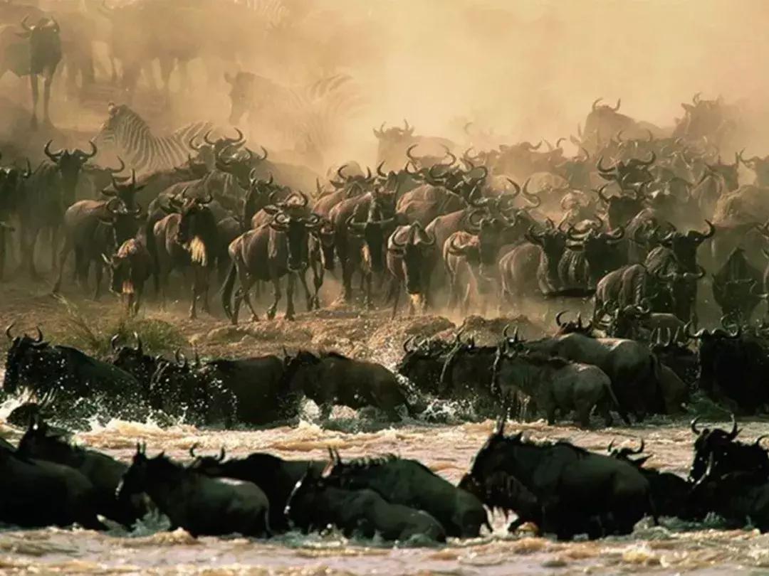 非洲丨生命大迁徙的狂奔之旅