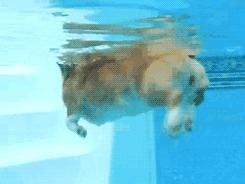 世界最美泳池,世界上最美的游泳池