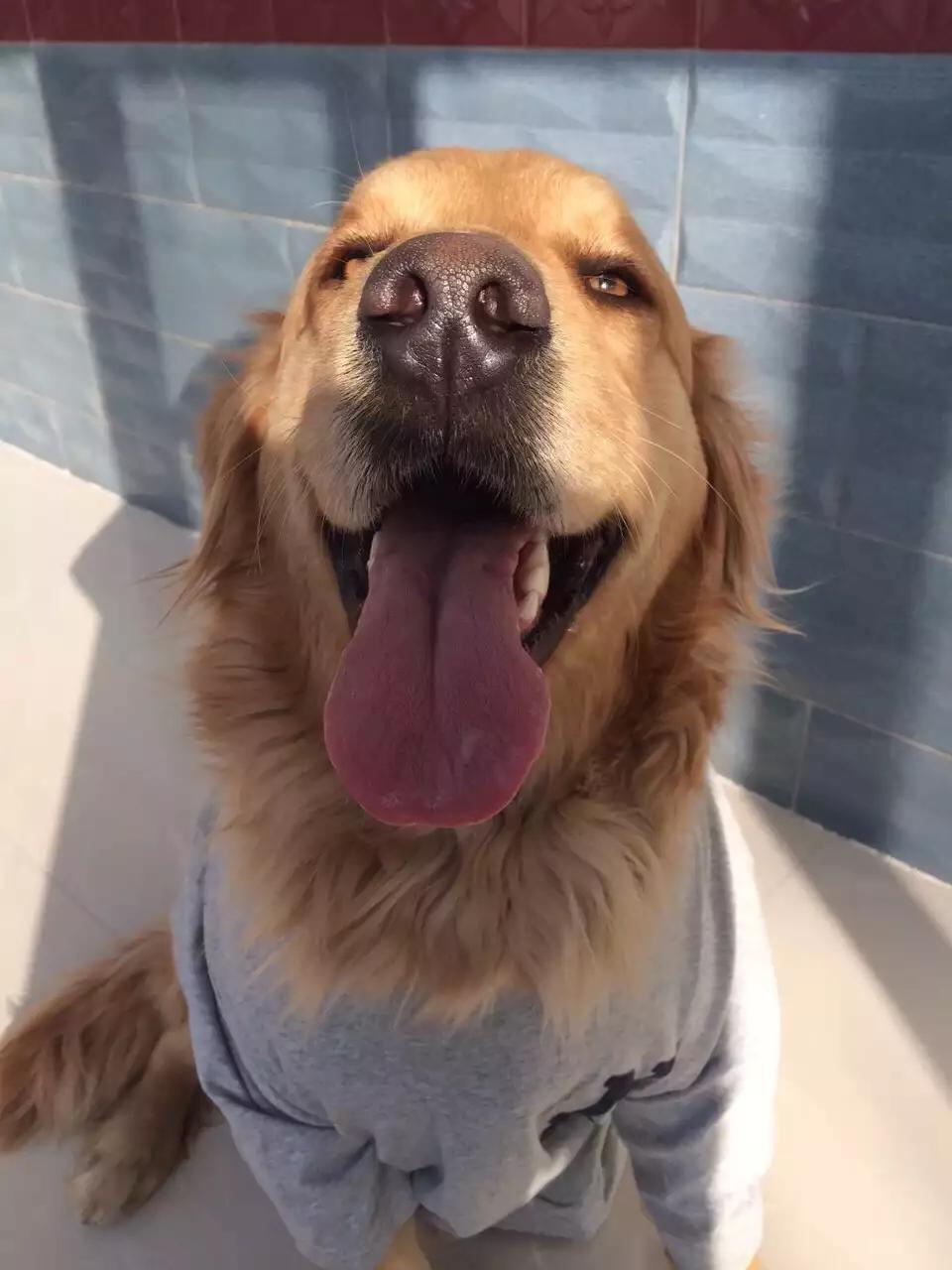 如果你孤独就养只宠物,如果你孤独了就养只狗狗吧