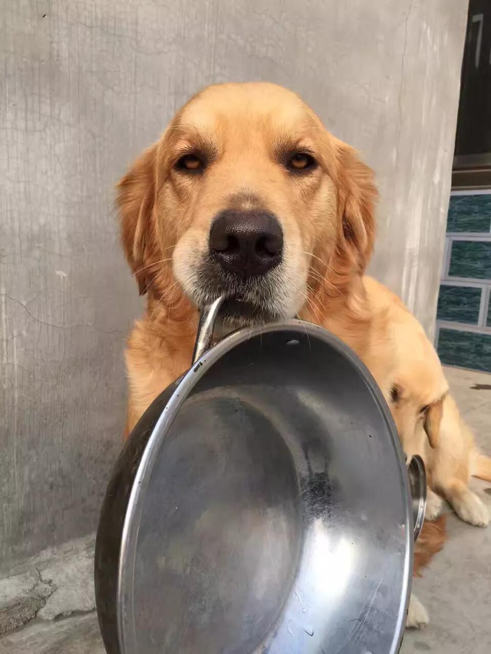 如果你孤独就养只宠物,如果你孤独了就养只狗狗吧