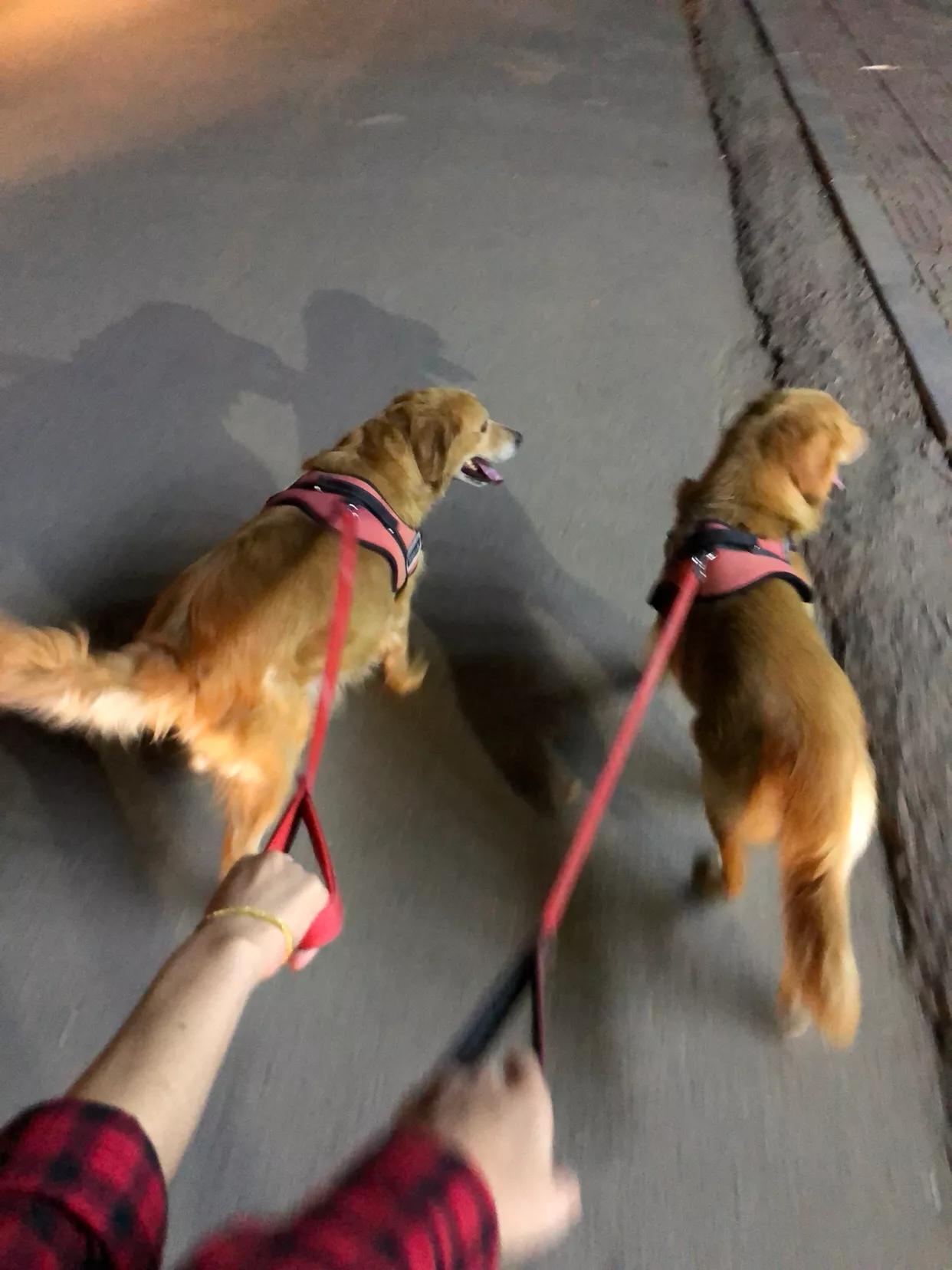 如果你孤独就养只宠物,如果你孤独了就养只狗狗吧