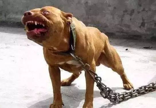 不小心踩到狗狗狗狗会记仇吗,不小心把狗狗踩到了会恨我吗