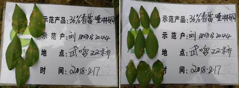 蝶状螯合缓释技术，让铜制剂更安全，更稳定！