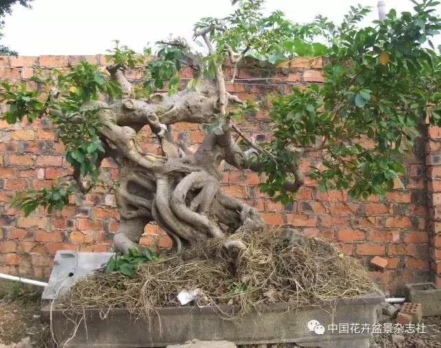 原生桩造型,原生苗盆景定型