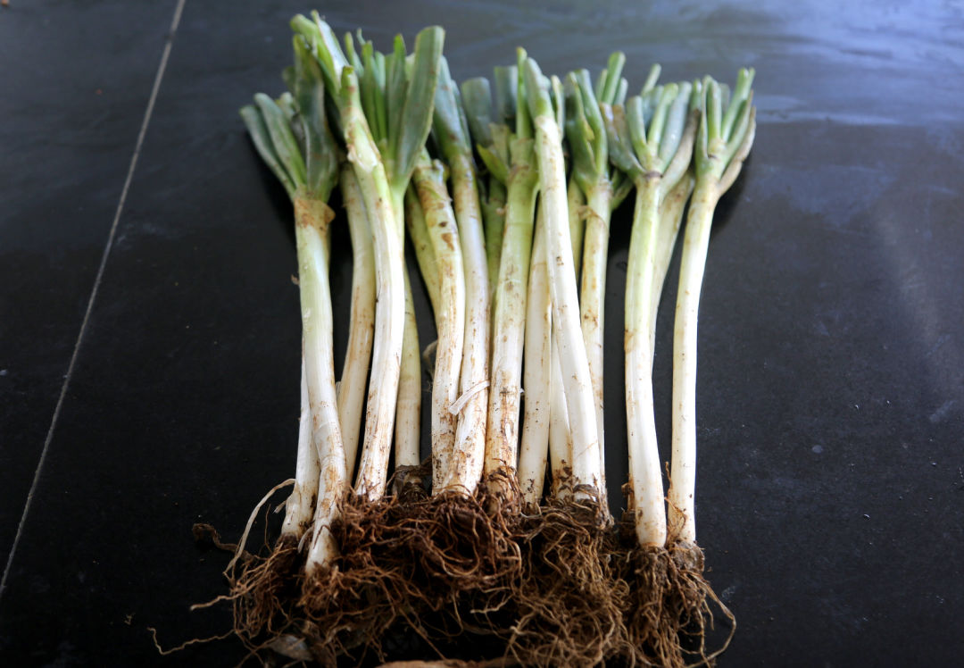 鍖栧姛澶ф硶蹇冩硶鍙h瘈,鍖栨帉涓哄垁