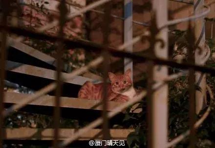 我家猫被别的猫打了,猫被别的猫打了我帮它报仇