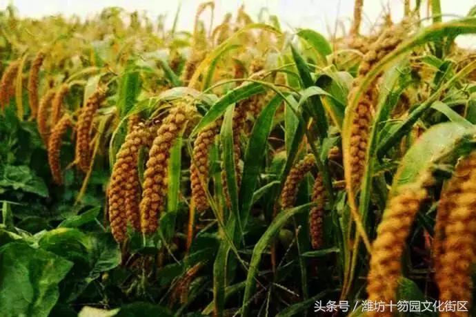 山东潍坊：“第一书记”国庆期间将为优质农产品代言！