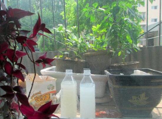 绿萝长得慢你知道原因吗,绿萝长得太慢