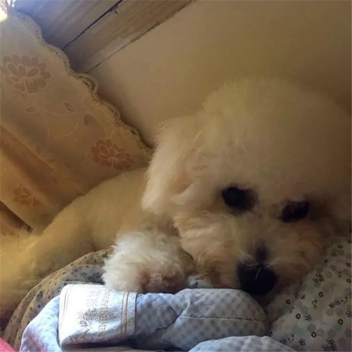 比熊犬呕吐拉血是什么原因,比熊犬不吃食还呕吐是怎么回事