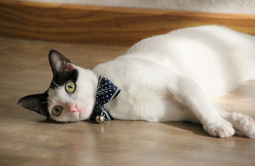 养猫早上如何睡安稳觉,养猫怎么日常清洁