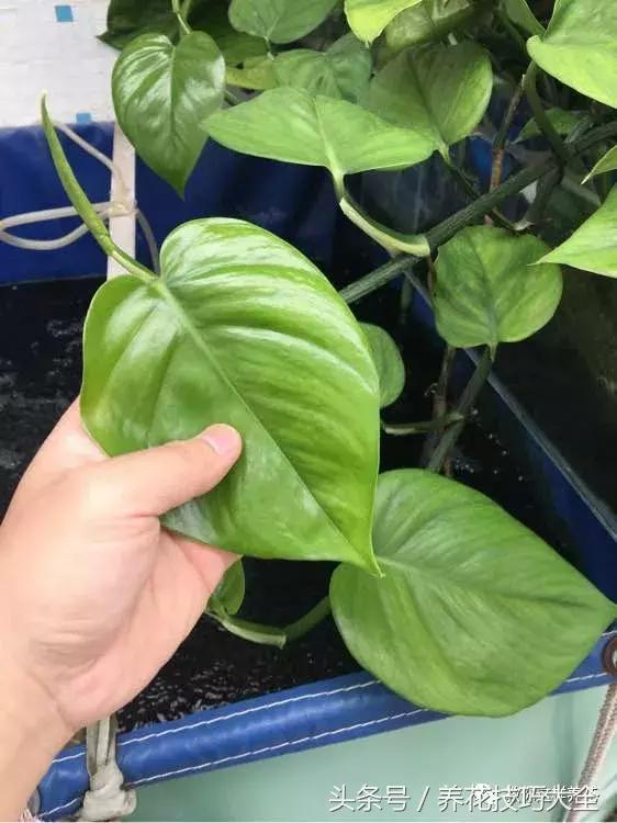 养殖绿萝用这3种办法快速长爆盆,养绿萝学好这3招爆盆快长势猛