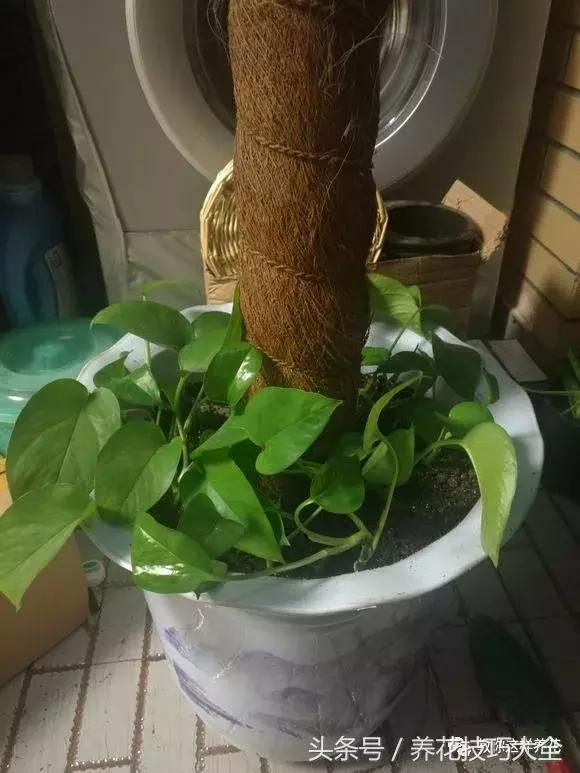 养殖绿萝用这3种办法快速长爆盆,养绿萝学好这3招爆盆快长势猛