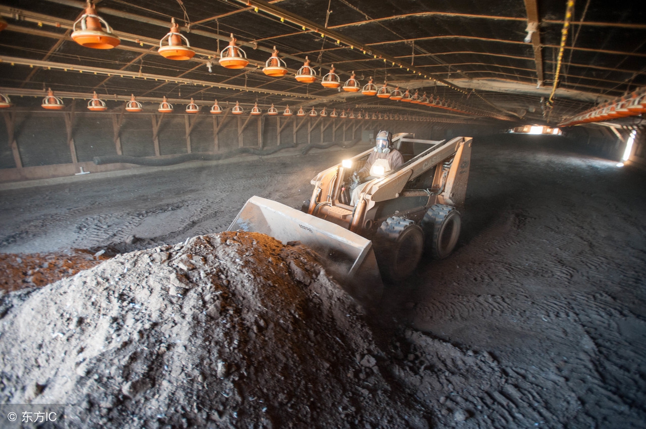 现在的鸡粪肥料安全吗,鸡粪为什么不能用