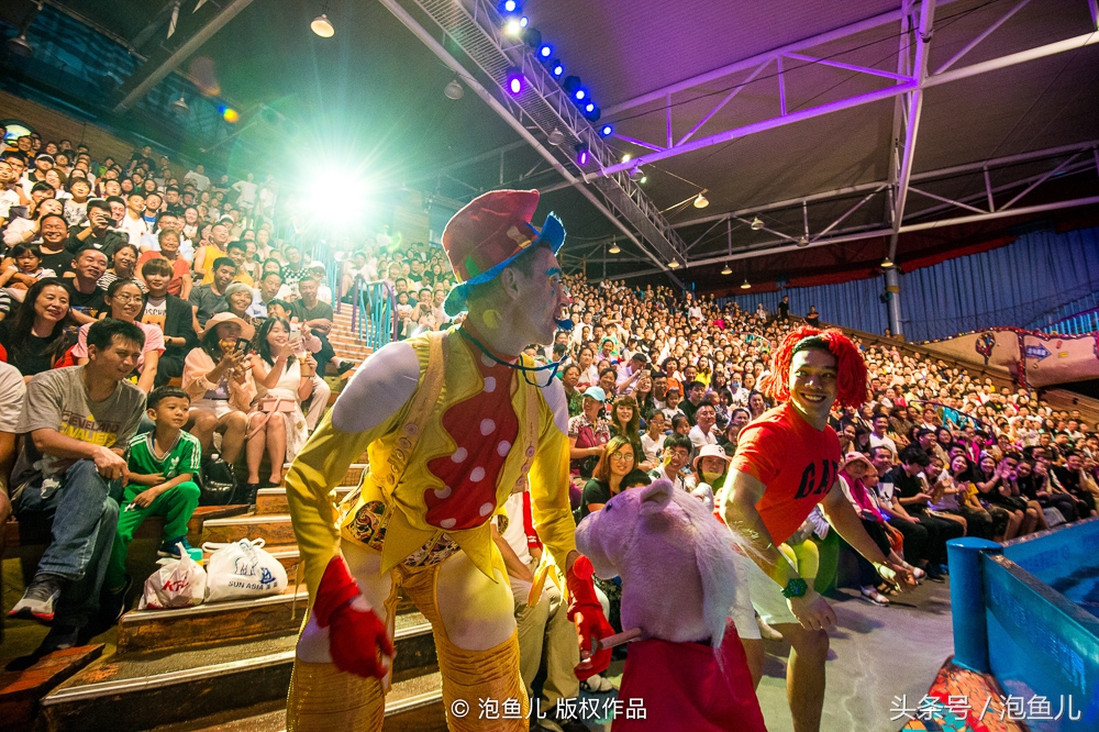 大连极地企鹅,南极企鹅求婚视频