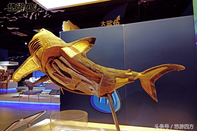 这个博物馆的展品略显重口味，胆小者不敢看，揭示了生命的奥秘！