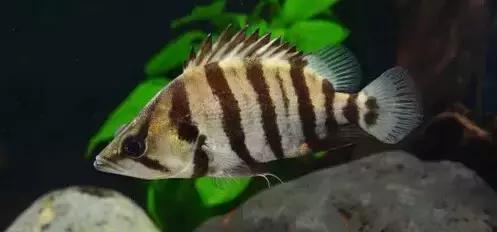 中华栉孔鰕虎鱼介绍,矛尾复鰕虎鱼介绍