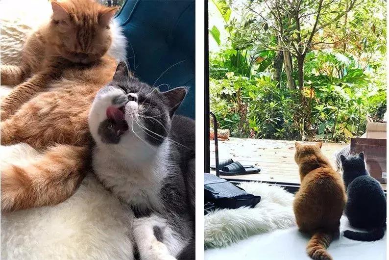 閾插睅瀹樺拰鐚挭鐨勫崸瀹よ璁″浘,閾插睅瀹樼粰鑷鐚挭璁捐鎴垮瓙