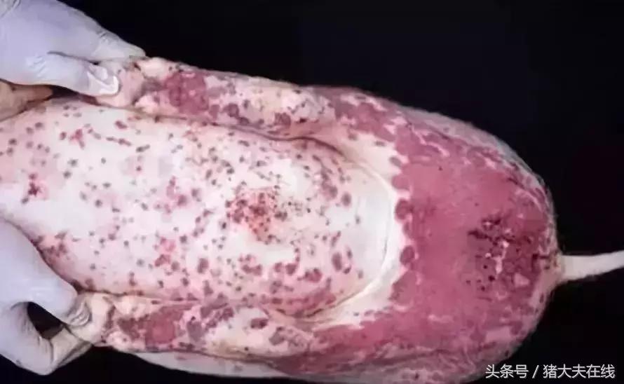 生猪肉上有红点点是怎么回事,猪皮肤表面出鲜血什么原因