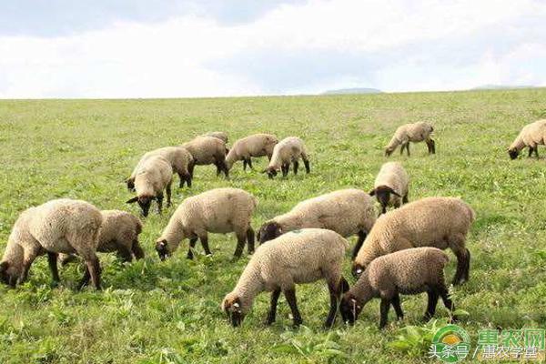 羊体内寄生虫用什么药去,羊寄生虫的治疗方法讲解