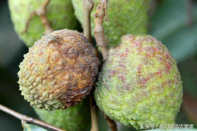 荔枝树干腐病,荔枝酸腐病最好的杀菌剂有哪些