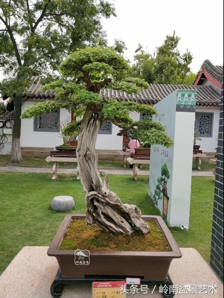 百年精品流苏老桩盆景,精品南天竺盆景