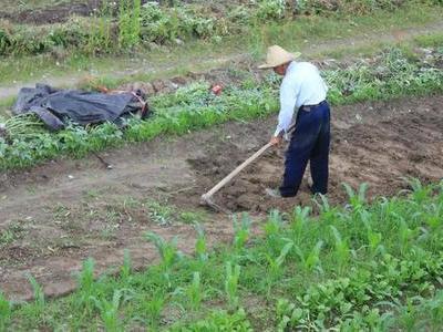 农民种地没打工怎么赚钱,出去打工家里的田无人种