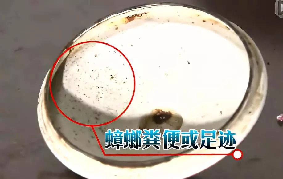 蟑螂怎么把它弄死,怎么把蟑螂给弄死