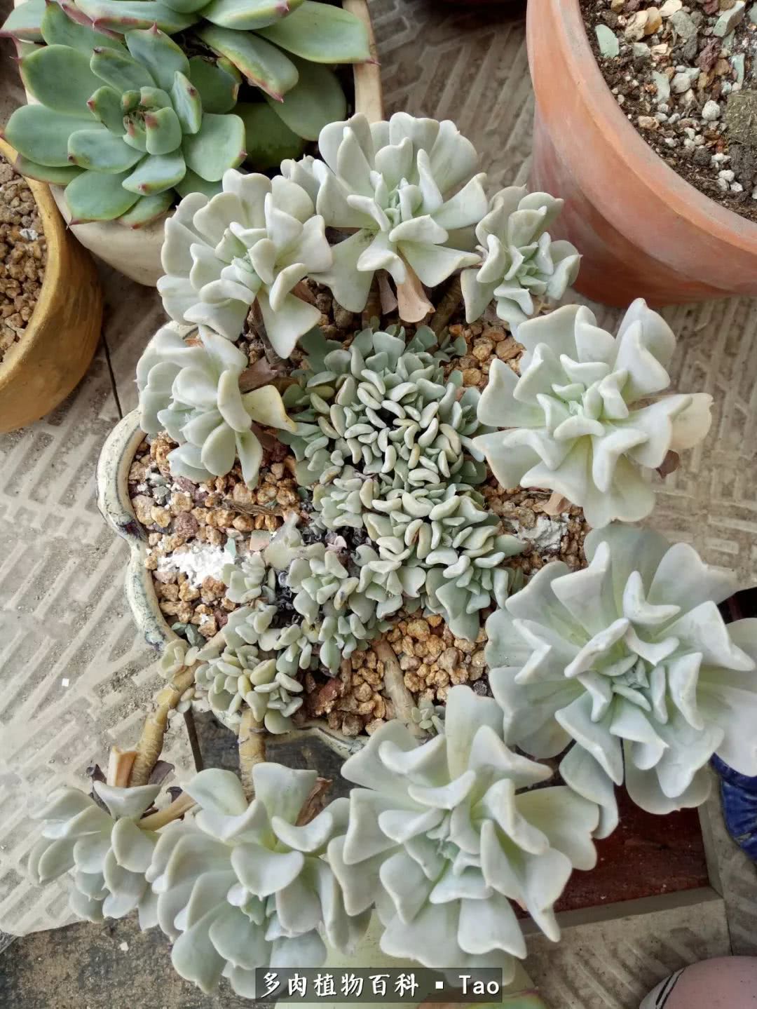 命运多舛，痴迷淡然，肉坚强们逆袭在秋天！