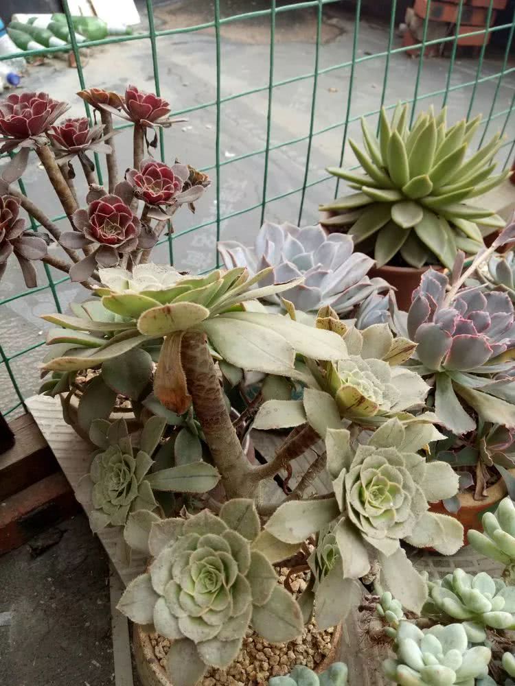 命运多舛，痴迷淡然，肉坚强们逆袭在秋天！