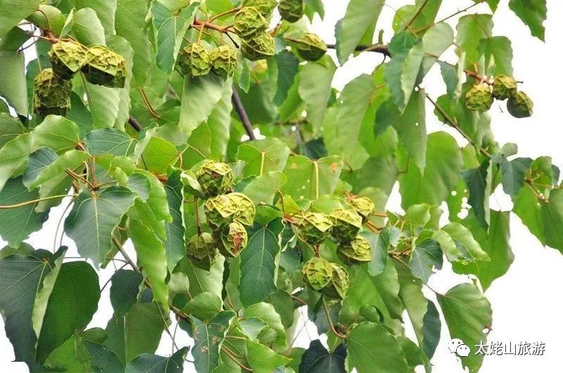 油桐的花开季节,油桐花开画面超级漂亮