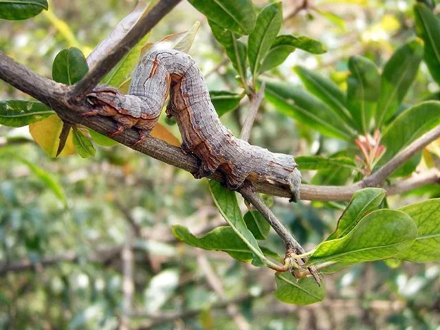 茶花炭疽病用什么药治最好,茶花炭疽病的症状和防治方法