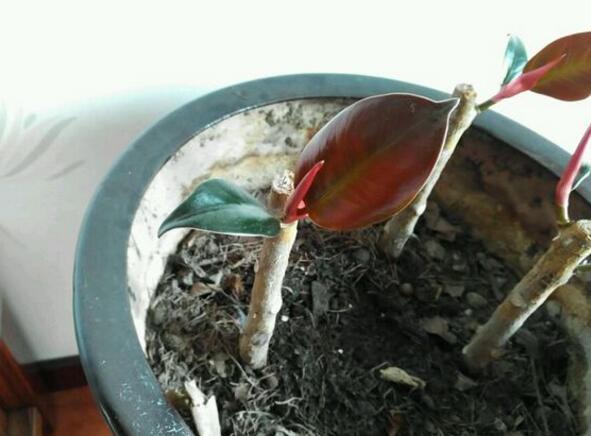 橡皮树太高了可以全部剪掉吗视频,橡皮树长得太高可以砍断吗