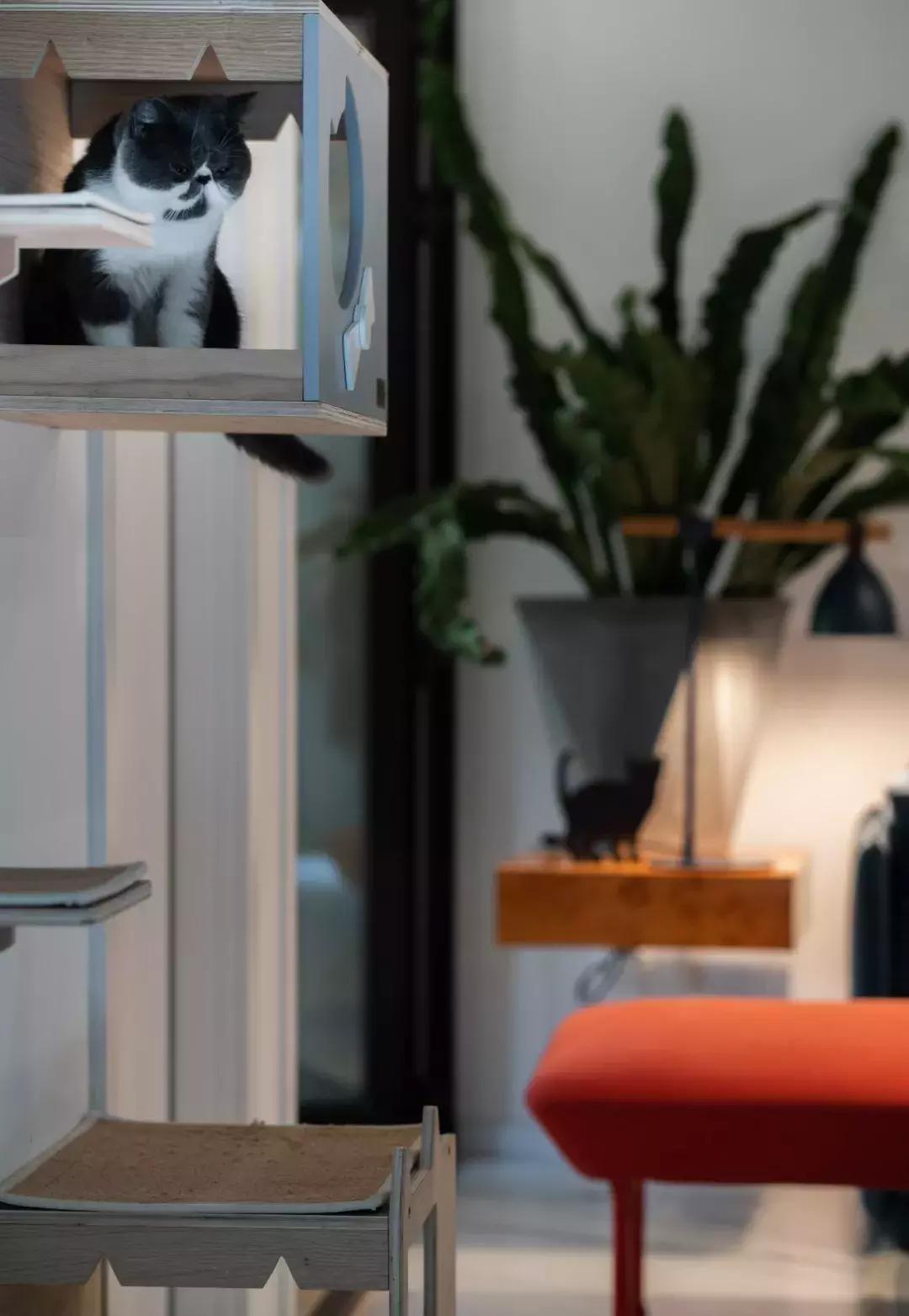 小满优选｜拥有两只喵的铲屎官，找人把110m²三室设计成这样！