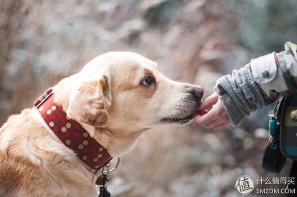 猫罐头推荐主食罐头,宠物全价猫罐头