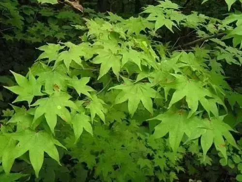 世界上有各种各样的树你听说过,世界上最美的树的排名