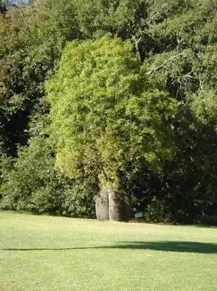 世界上有各种各样的树你听说过,世界上最美的树的排名