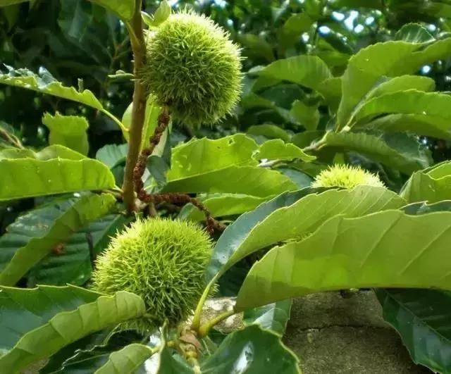 世界上有各种各样的树你听说过,世界上最美的树的排名