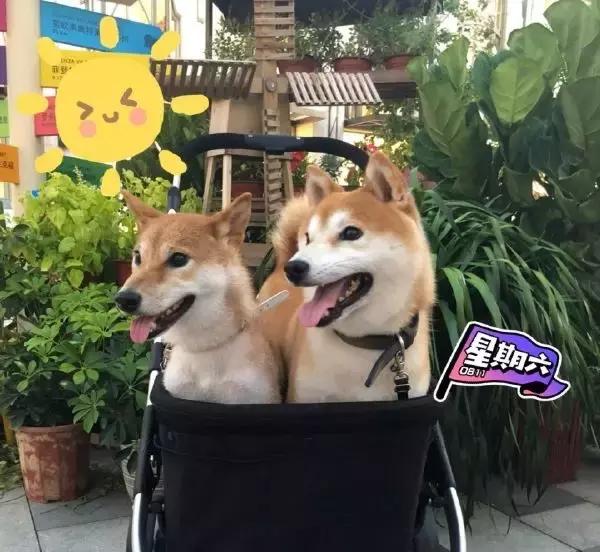 狗咬人事件怎么处罚,狗咬人事件处理结果