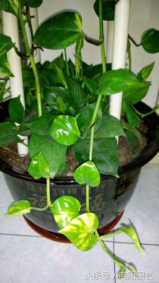 养绿萝做好这几点轻松养爆盆,绿萝要这样养才容易爆盆